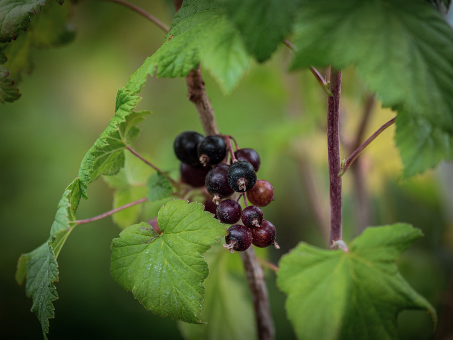 Schwarze Johannisbeere Hedda — Ribes nigrum 'Hedda'
