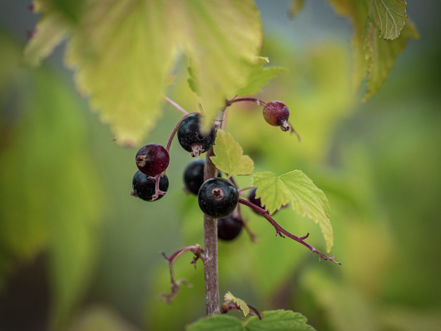 Schwarze Johannisbeere Weißrussische Süße — Ribes nigrum 'Weißrussische Süße'
