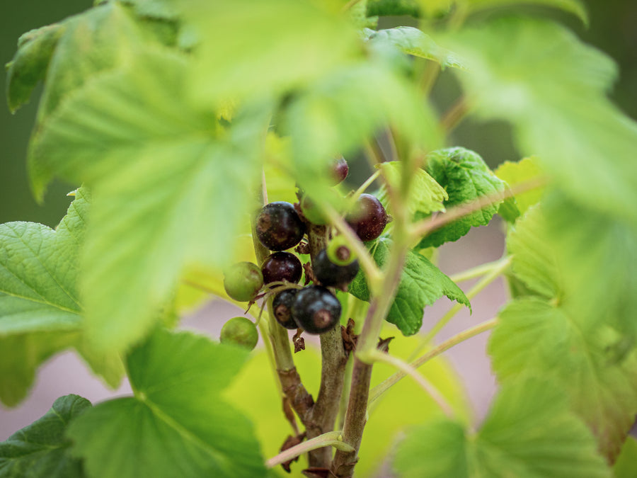 Schwarze Johannisbeeren Mortii — Ribes nigrum 'Mortii'