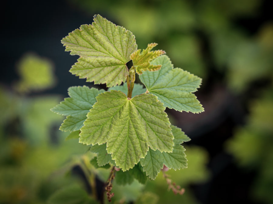 Weiße Johannisbeere Weiße Kaiserliche — Ribes rubrum 'Weiße Kaiserliche'