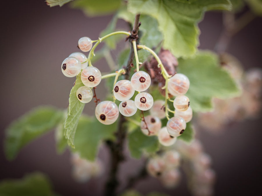 Weiße Johannisbeere Weiße Kaiserliche — Ribes rubrum 'Weiße Kaiserliche'