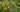 Grüne Johannisbeere Vertii, Trieb mit Blättern und reifenden grünen Früchten im Detail