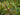 Grüne Johannisbeere Vertii, Trieb mit Blättern und reifenden grünen Früchten im Detail