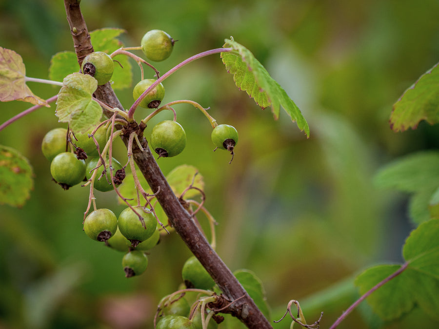 Grüne Johannisbeere Vertii — Ribes nigrum 'Vertii'