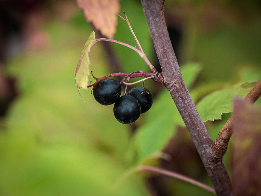 Schwarze Johannisbeere Leningrader Riese — Ribes nigrum 'Leningrader Riese'