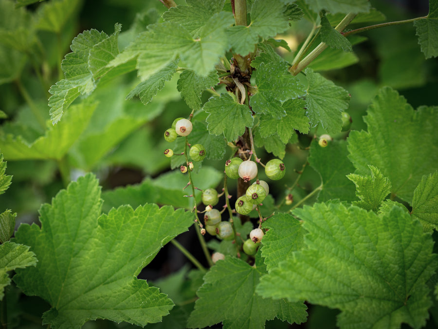 Weiße Johannisbeere Champagner — Ribes rubrum 'Champagner'