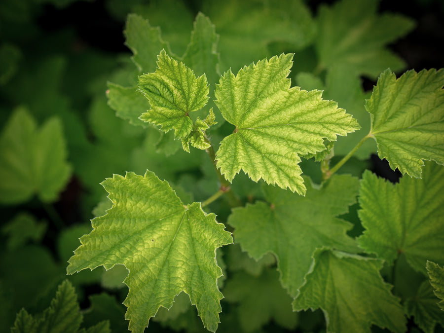 Weiße Johannisbeere Champagner — Ribes rubrum 'Champagner'