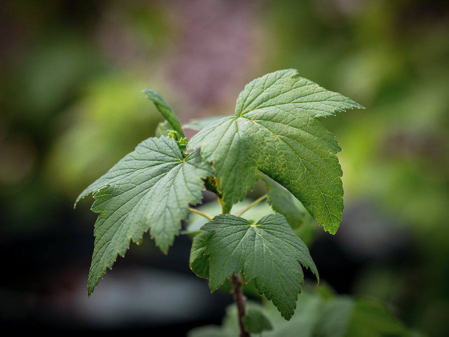 Grüne Johannisbeere Vilma — Ribes nigrum 'Vilma'