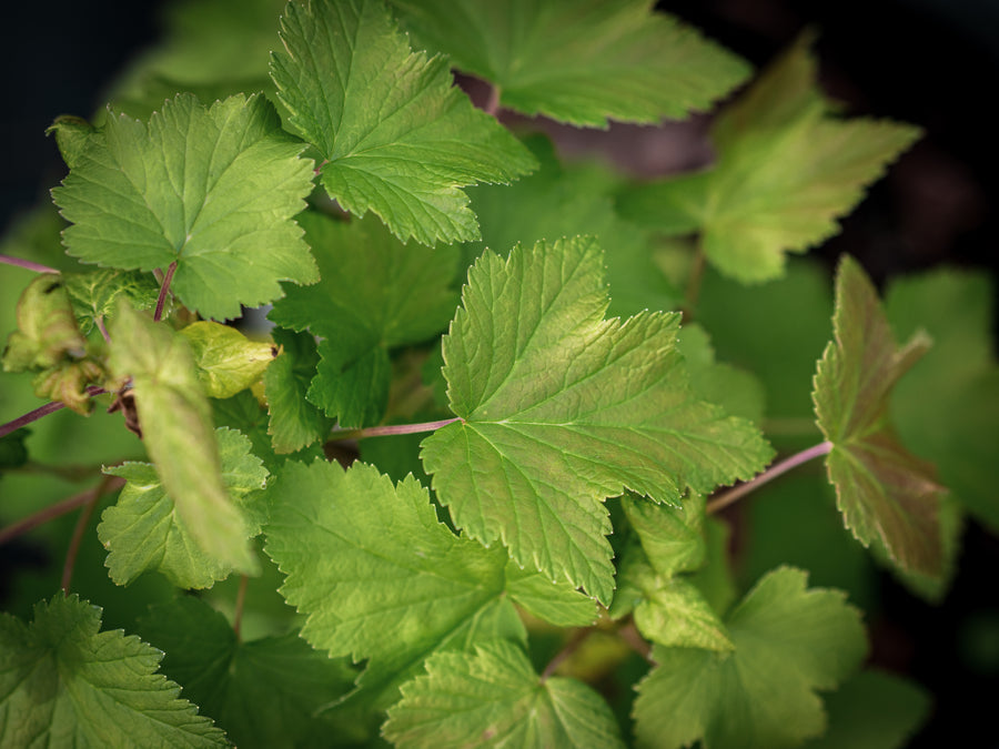 Grüne Johannisbeere Vilma — Ribes nigrum 'Vilma'