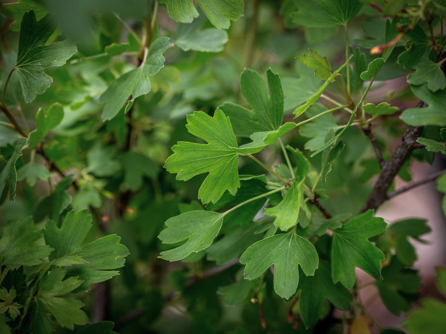 Missouri-Johannisbeere Giselle — Ribes odoratum 'Giselle'