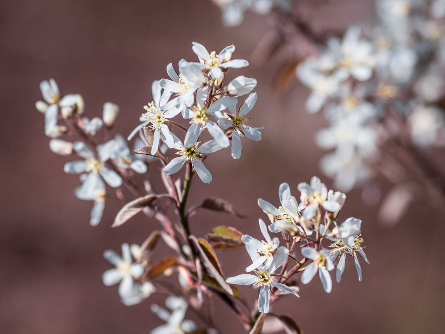 Kupfer-Felsenbirne — Amelanchier x lamarckii
