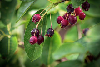Kupfer-Felsenbirne, reife Beeren im Detail