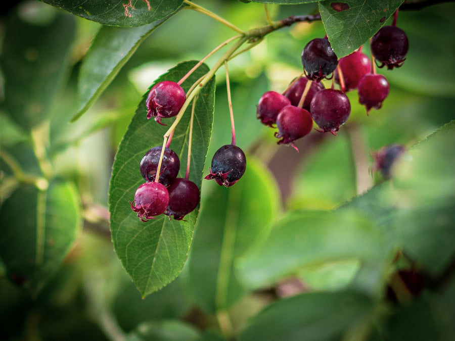 Kupfer-Felsenbirne — Amelanchier x lamarckii