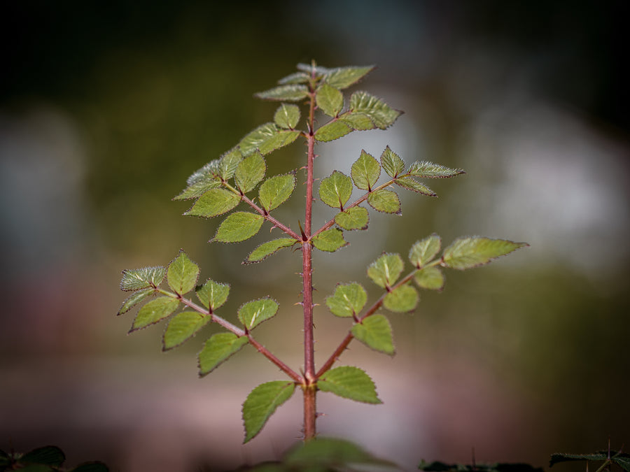 Japanische Aralie — Aralia elata