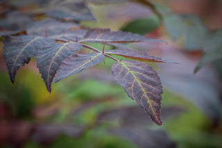 Japanische Aralie, bedornter Trieb mit herbstgefärbten Blättern