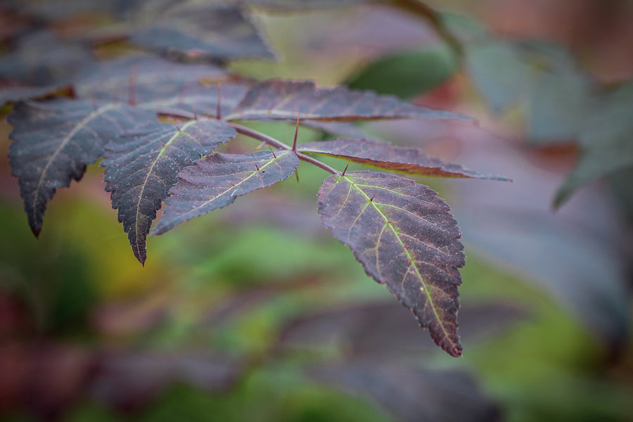 Japanische Aralie, bedornter Trieb mit herbstgefärbten Blättern