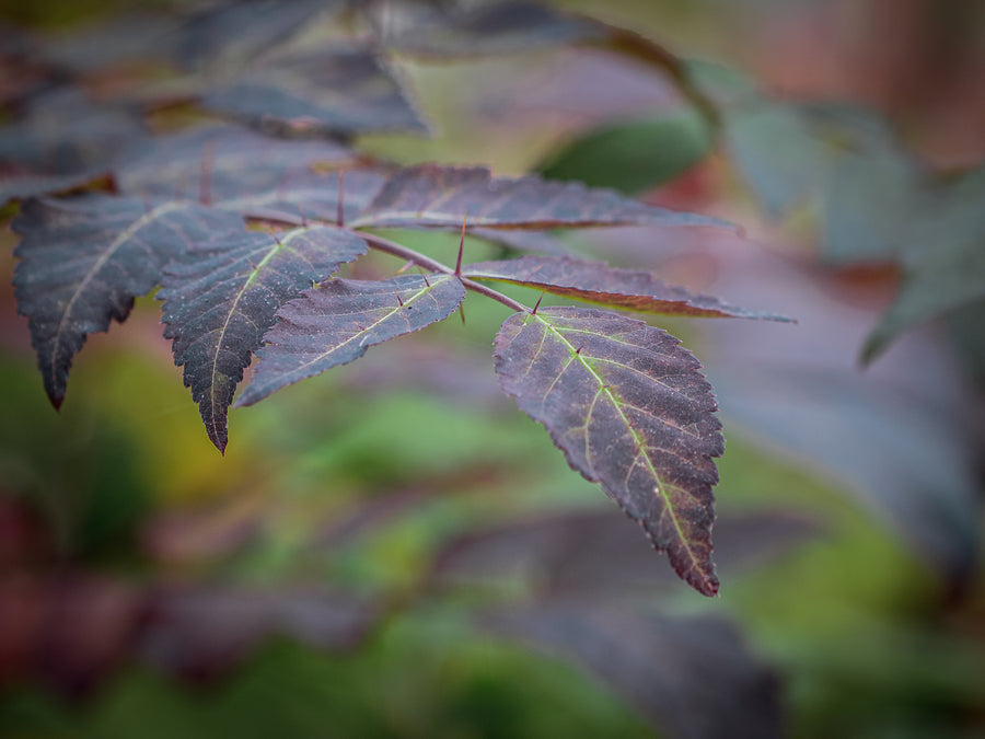 Japanische Aralie — Aralia elata