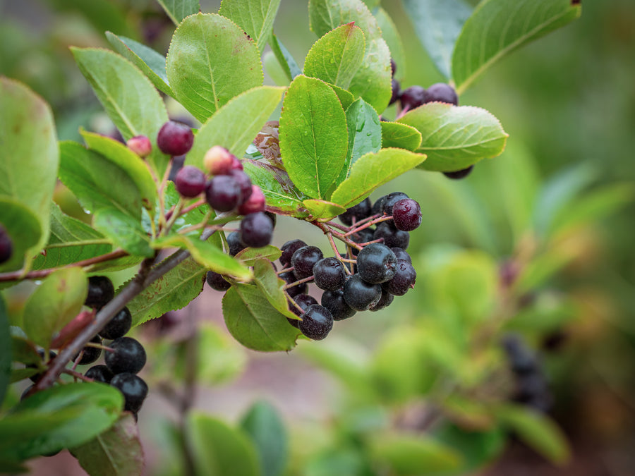 Apfelbeere Hugin — Aronia melanocarpa 'Hugin'