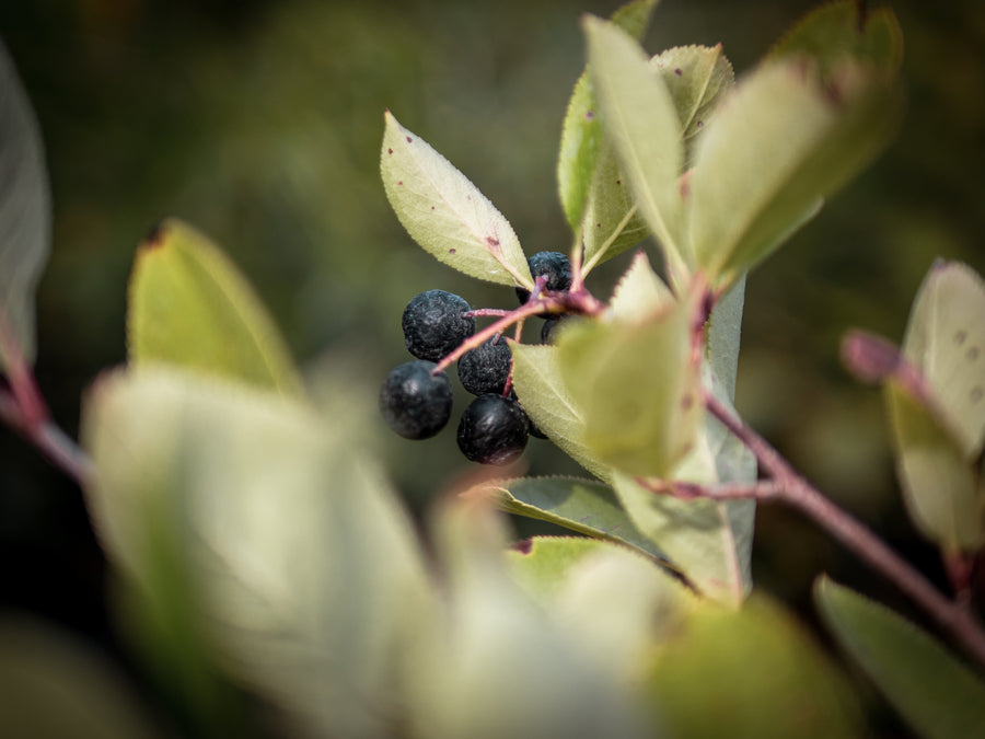 Apfelbeere Nero — Aronia prunifolia 'Nero'
