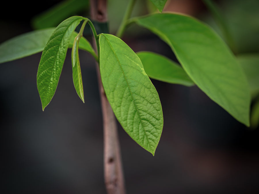 Paw Paw Mango — Asimina triloba 'Mango'
