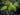 Paw Paw Mango, Blatt im Detail