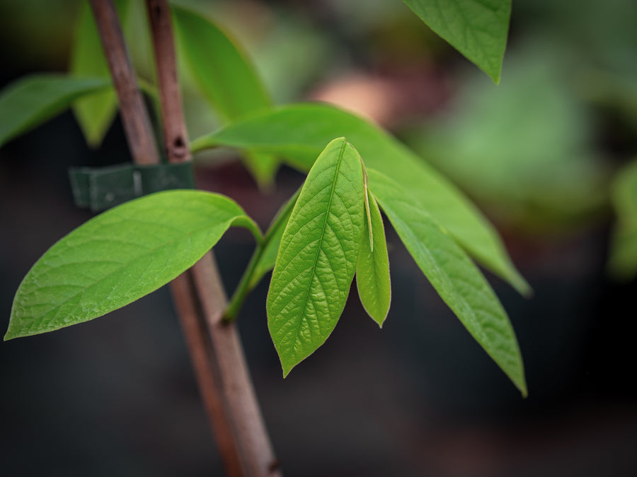 Paw Paw Mango — Asimina triloba 'Mango'