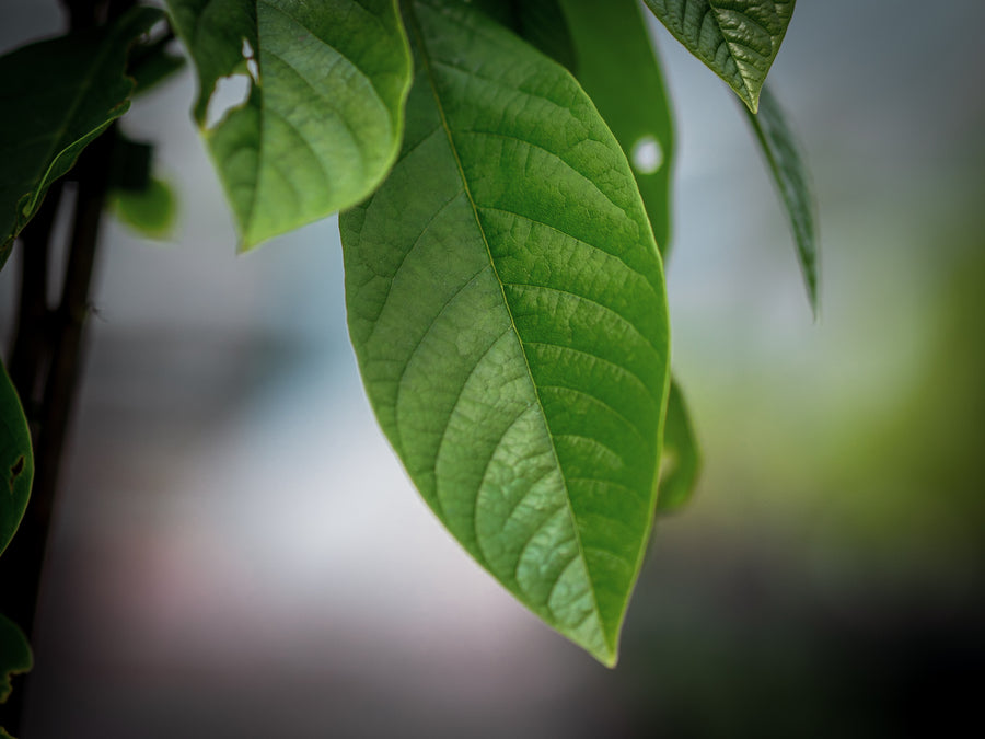 Paw Paw Overleese — Asimina triloba 'Overleese'