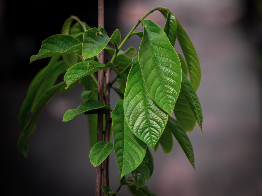 Paw Paw Overleese — Asimina triloba 'Overleese'