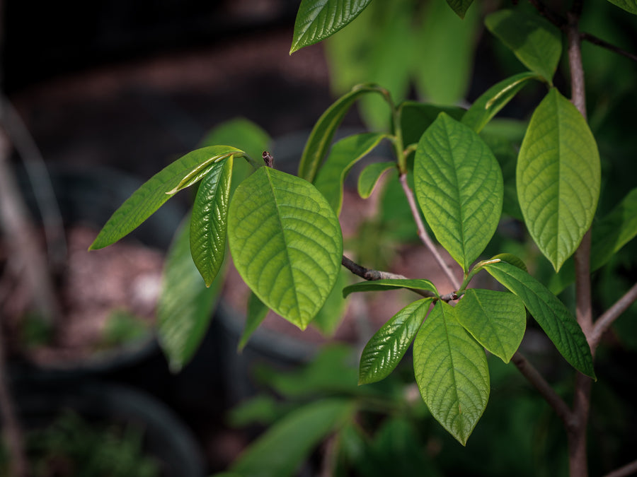 Paw Paw Prima — Asimina triloba 'Prima'