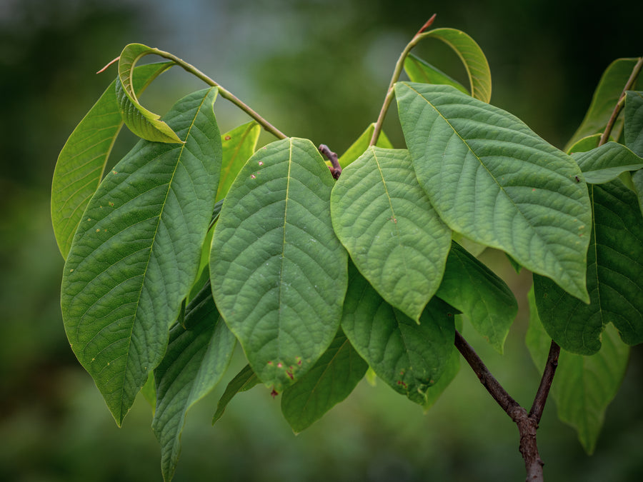 Paw Paw Sunflower — Asimina triloba 'Sunflower'