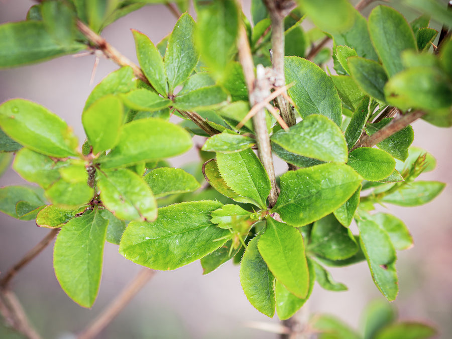 Gewöhnliche Berberitze — Berberis vulgaris