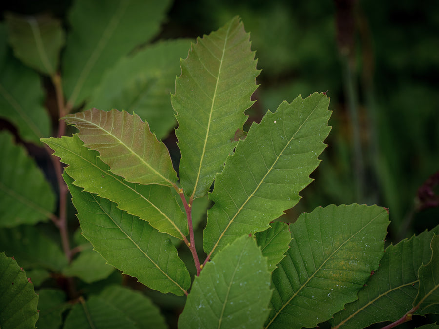 Esskastanie 'Colossal' — Castanea sativa 'Colossal'