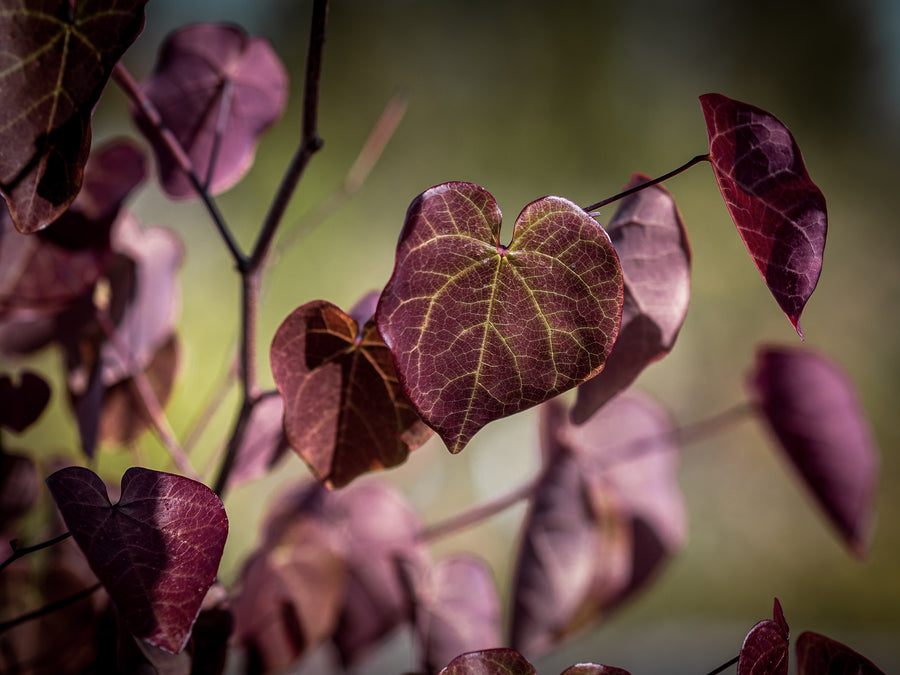 Kanadischer Judasbaum Merlot — Cercis canadensis 'Merlot'