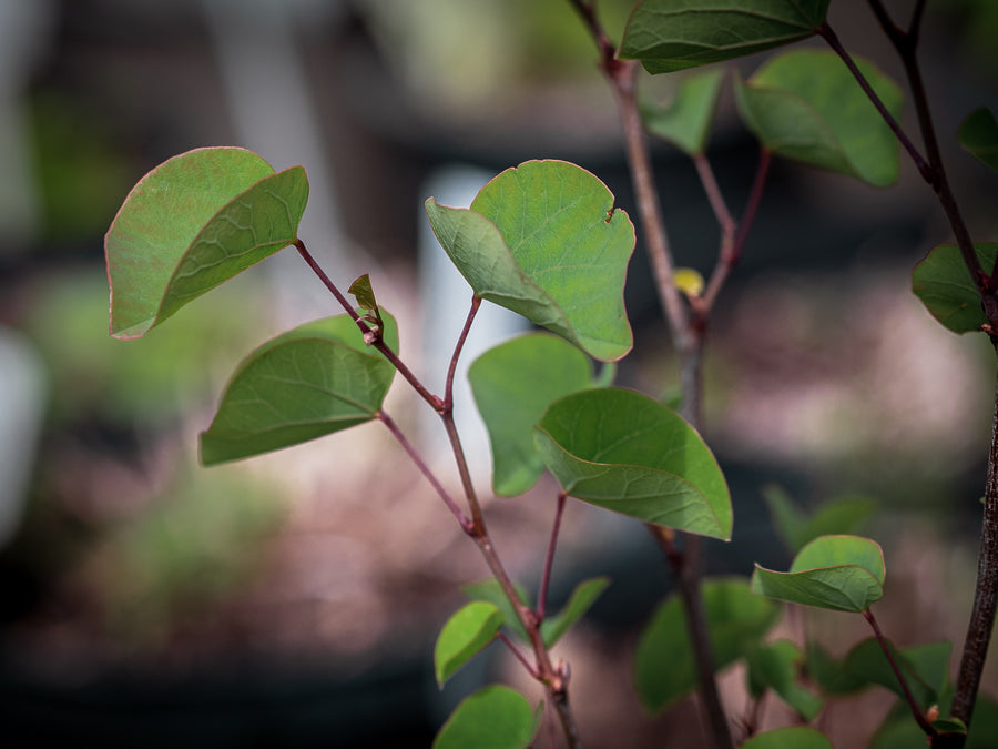 Gewöhnlicher Judasbaum — Cercis siliquastrum