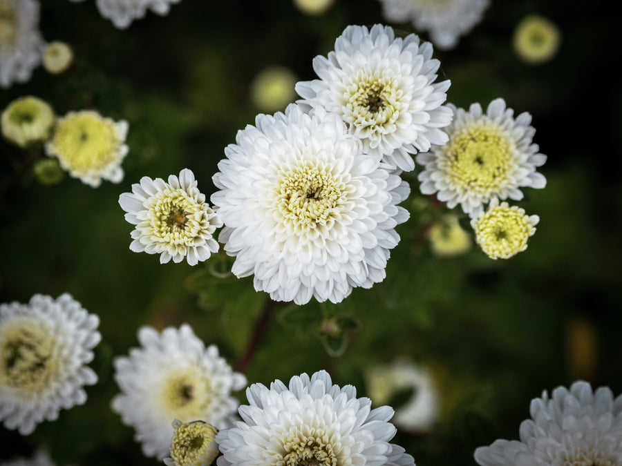 Gefüllte Chinesische Tee-Chrysantheme — Chrysanthemum × morifolium (gefüllt)