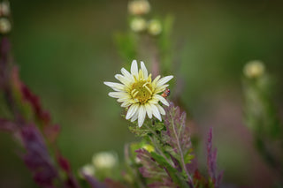 Chinesische Tee-Chrysantheme, Blüte im Detail mit Fliege
