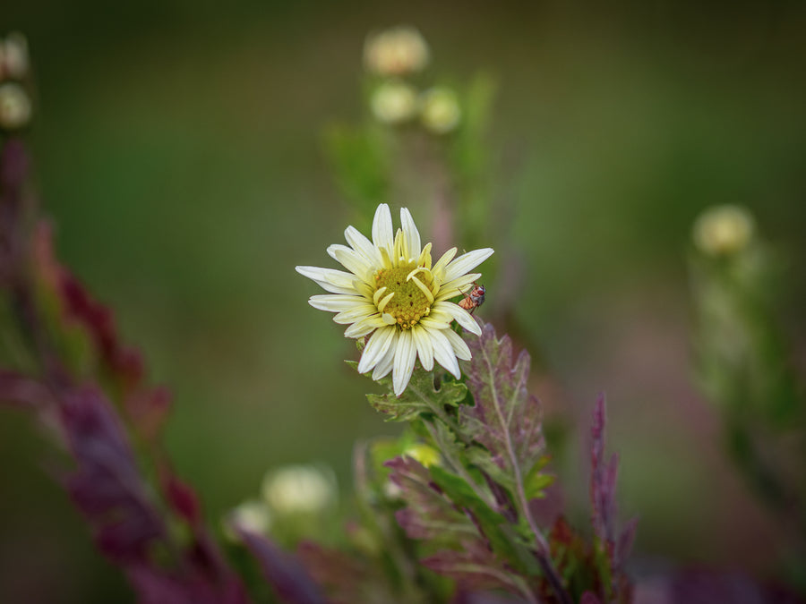 Chinesische Tee-Chrysantheme — Chrysanthemum × morifolium 