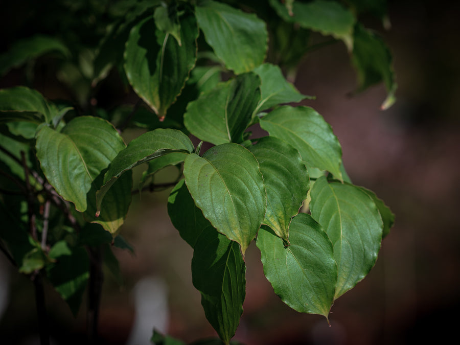 Chinesischer Blumenhartriegel — Cornus kousa var. chinensis