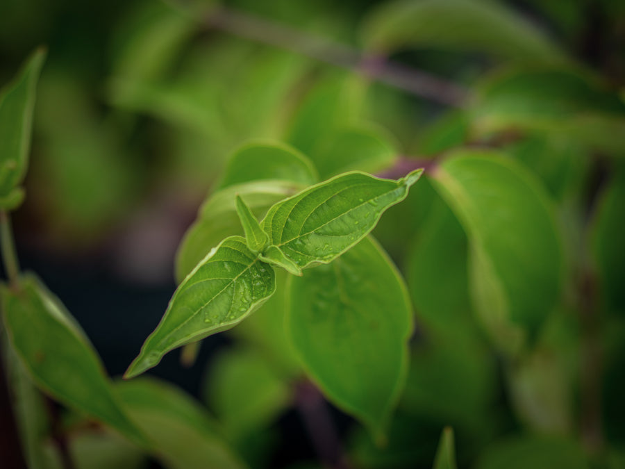 Kornelkirsche — Cornus mas
