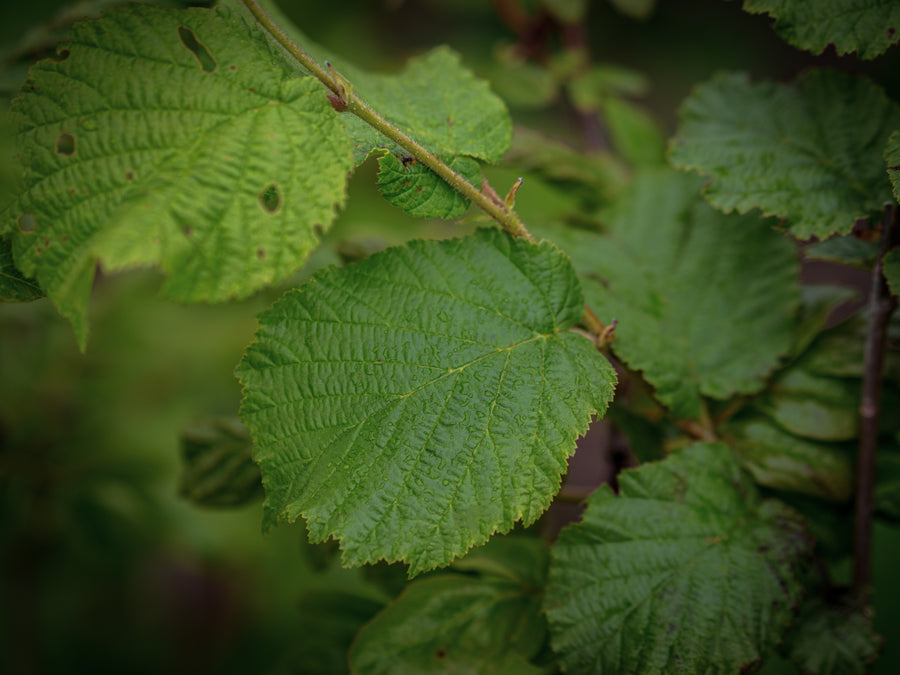 Haselnuss Hallesche Riesen — Corylus avellana 'Hallesche Riesen'
