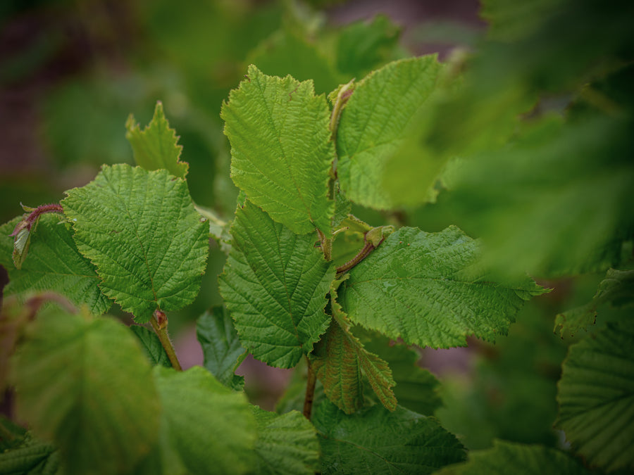 Haselnuss Webb's Preisnuss — Corylus avellana 'Webb's Preisnuss'