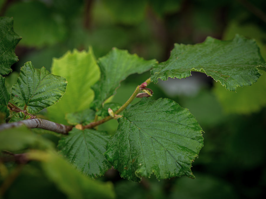 Haselnuss Wunder aus Bollweiler — Corylus avellana 'Wunder aus Bollweiler'