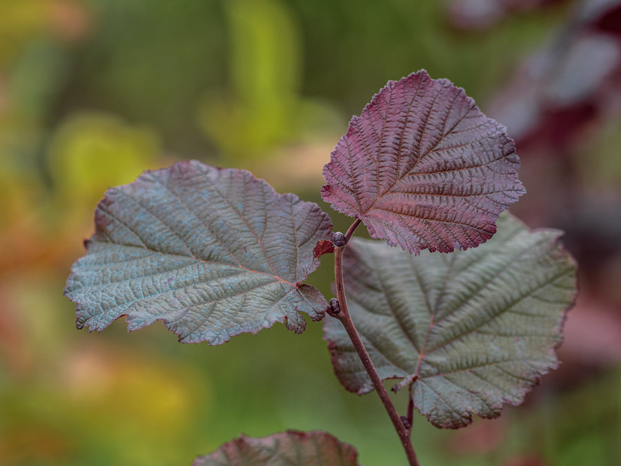 Haselnuss Wunder aus Bollweiler — Corylus avellana 'Wunder aus Bollweiler'
