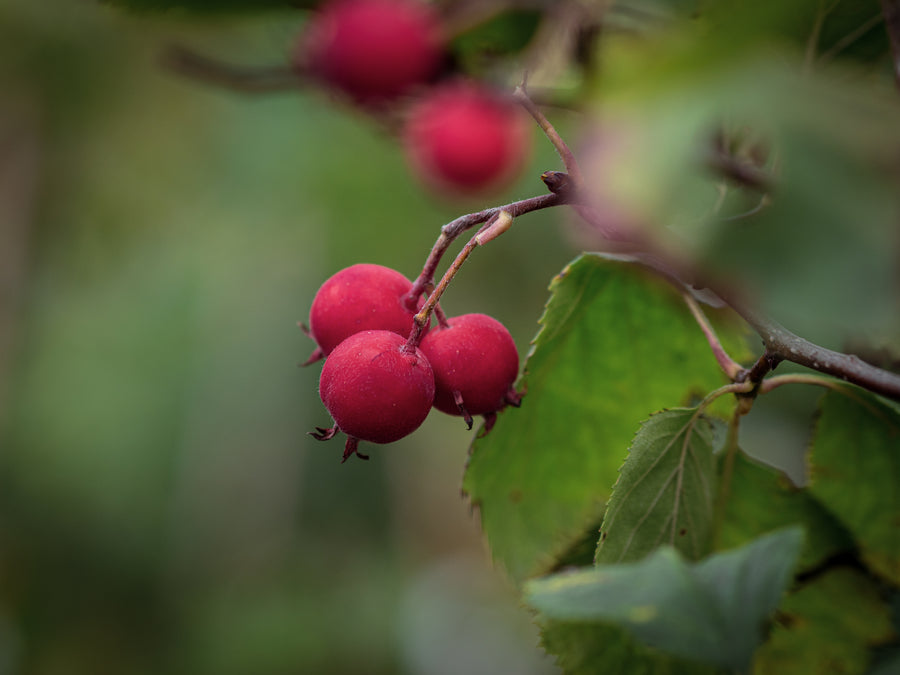 Arnold's Weißdorn — Crataegus arnoldiana