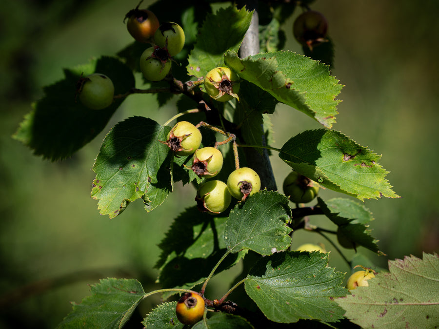 Ellwanger-Weißdorn — Crataegus coccinea var. ellwangeriana