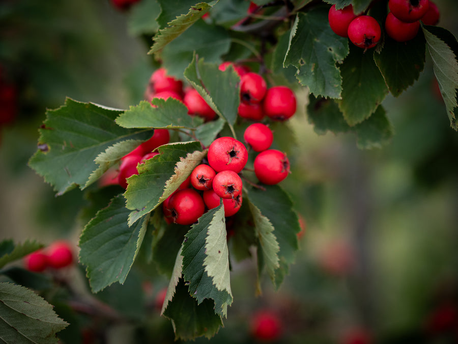 Ellwanger-Weißdorn — Crataegus coccinea var. ellwangeriana