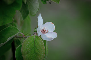 Birnenquitte Bereczki, Blüte im Detail