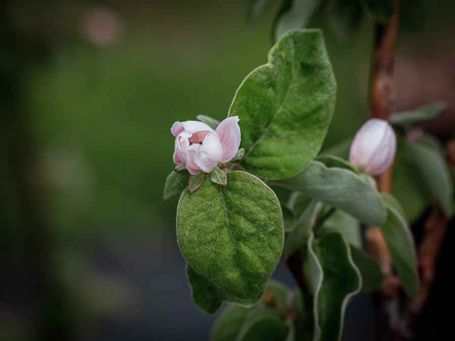 Konstantinopeler Apfelquitte — Cydonia oblonga 'Konstantinopeler'