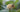 Konstantinopeler Apfelquitte, reifende Frucht im Detail