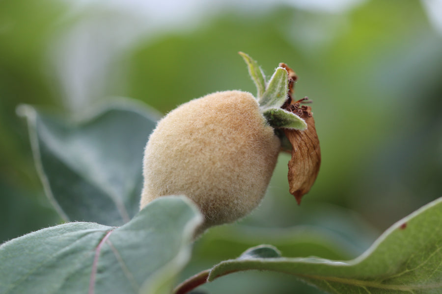 Konstantinopeler Apfelquitte — Cydonia oblonga 'Konstantinopeler'
